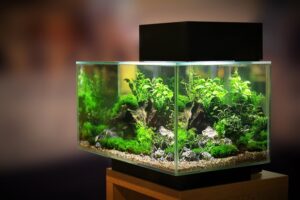 How to Set Up an Aquarium for Beginner | Aquarium Ideas Decoration